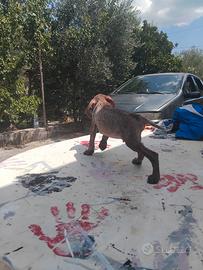 cuccioli di bracco tedesco 