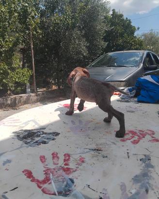 cuccioli di bracco tedesco 