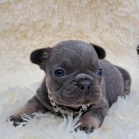 Bulldog francese cuccioli esotici