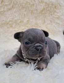 Bulldog francese cuccioli esotici