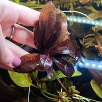 Echinodorus, pianta d'acquario