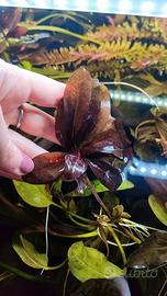 Echinodorus, pianta d'acquario
