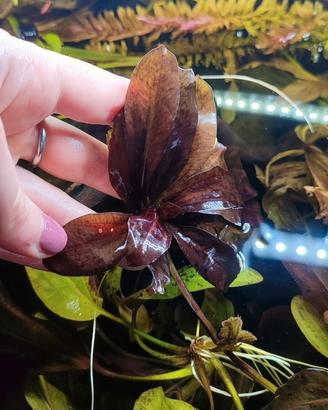 Echinodorus, pianta d'acquario