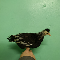 Vari Pulcini/Pulcinotti