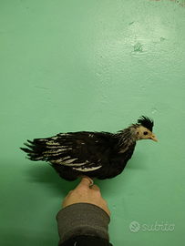 Vari Pulcini/Pulcinotti