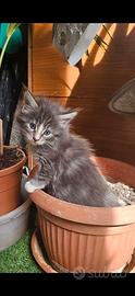 Cucciole mainecoon