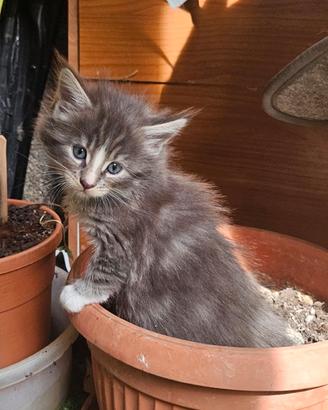 Cucciole mainecoon