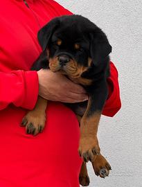Rottweiler Cuccioli