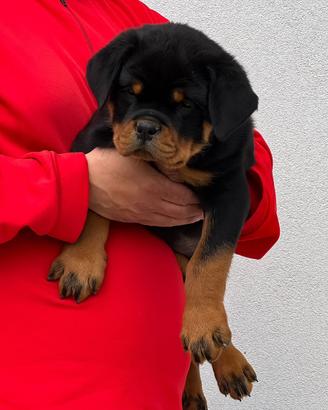 Rottweiler Cuccioli