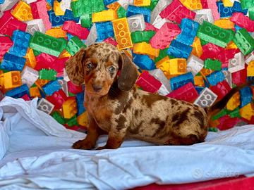 Cuccioli di Bassotto tedesco nano e kaninchen