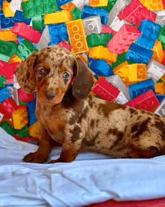 Cuccioli di Bassotto tedesco nano e kaninchen
