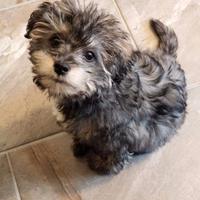 Olivia maltipoo particolor