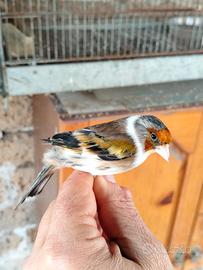 Canarini a fattore rosso