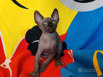 Sphynx cucciolo