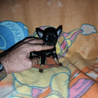 Cucciolo di chihuahua mini Toy