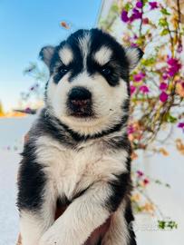 Cuccioli Husky