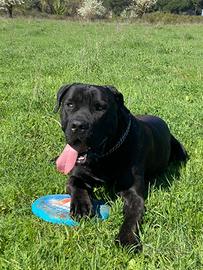 MONTA Cane corso