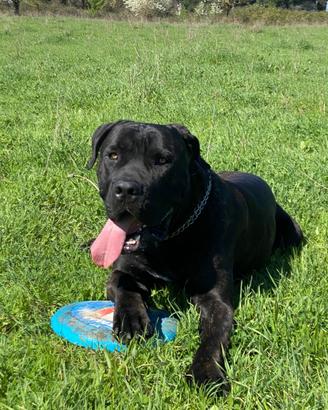 MONTA Cane corso