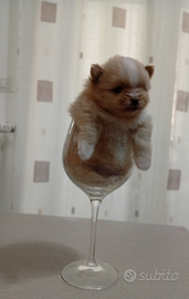 Cucciolo di spitz toy