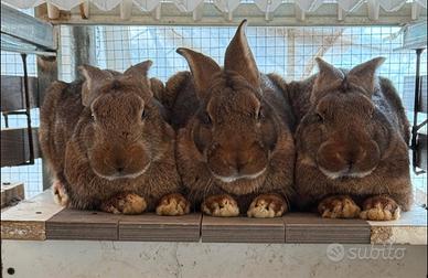 Coniglio Leprino Viterbo