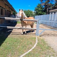 Coadiutore del Cavallo