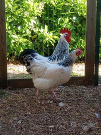 Galline Sussex