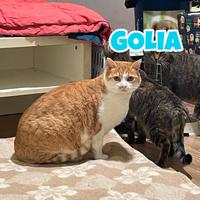 GOLIA gatto biancorosso di 7 anni