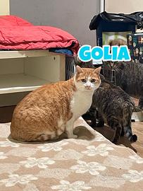 GOLIA gatto biancorosso di 7 anni