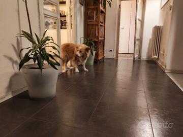Cane femmina 5 anni 