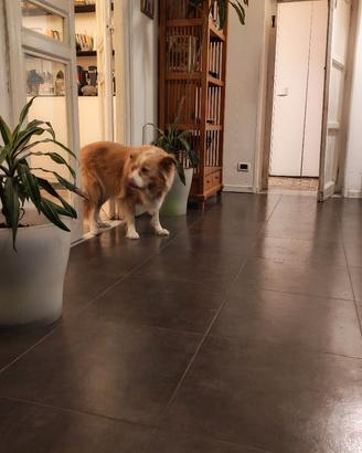 Cane femmina 5 anni 