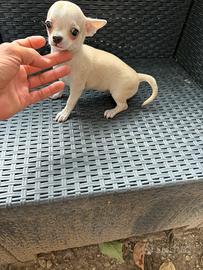 Cucciola di Chihuahua Toy