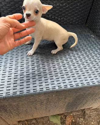 Cucciola di Chihuahua Toy