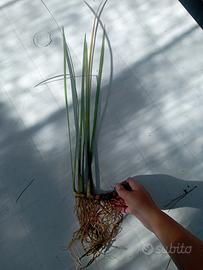 Iris palustre 
