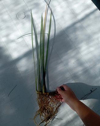 Iris palustre 