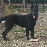 Cucciolone pastore tedesco nero