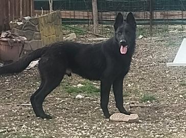 Cucciolone pastore tedesco nero