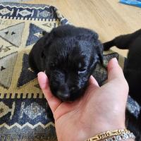 Cucciolo Labrador e pastore tedesco