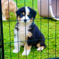 Pastore australiano Australian Shepherd Femmina