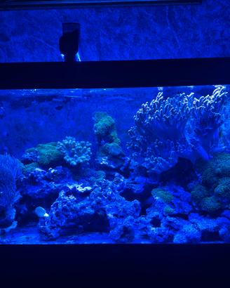 Acquario marino 350 litri