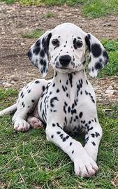 Cucciolo dalmata