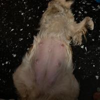 Cuccioli golden retriever