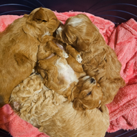 Cuccioli maltipoo