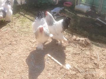 Brahma