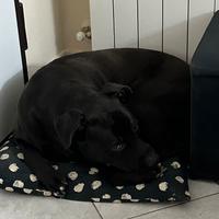 Adozione Labrador Amstaff incrocio