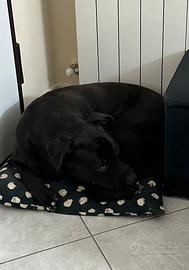 Adozione Labrador Amstaff incrocio