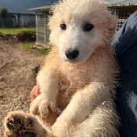 Cuccioli in adozione