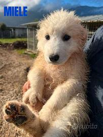 Cuccioli in adozione