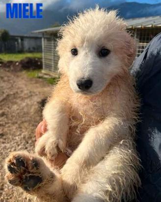 Cuccioli in adozione