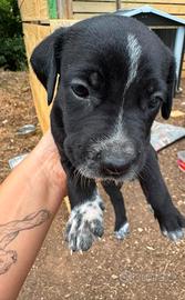 Dalmata-Corso, incrocio. Cuccioli nati 5.7.26