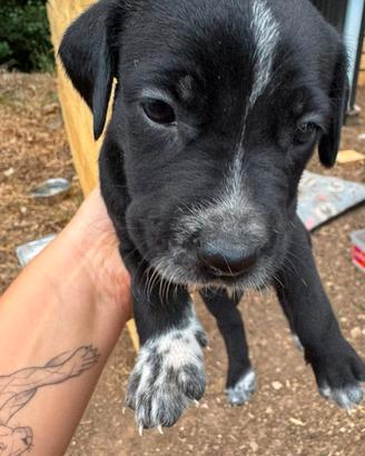 Dalmata-Corso, incrocio. Cuccioli nati 5.7.26